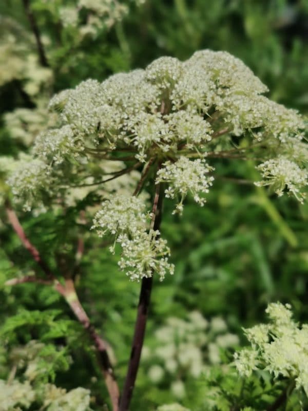 Mixed-use regeneration project, Folkestone, Kent, Mark Lane Designs