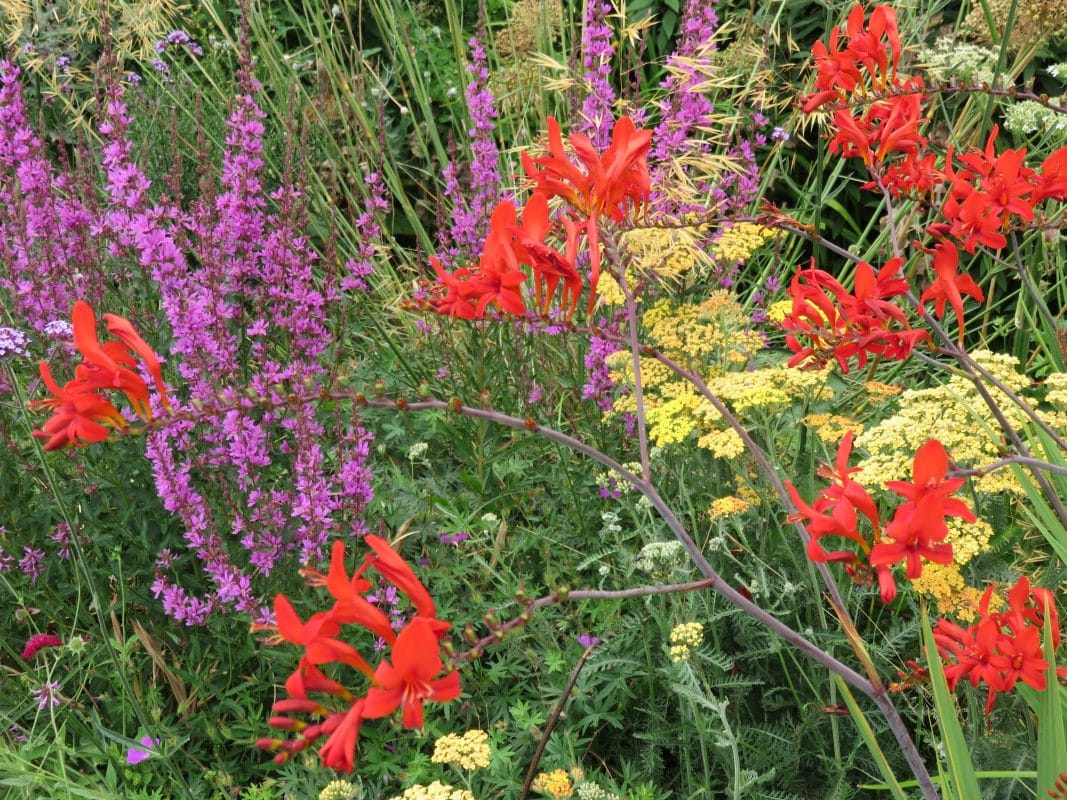 Mixed planting, Woodland physic garden, Mark Lane Designs