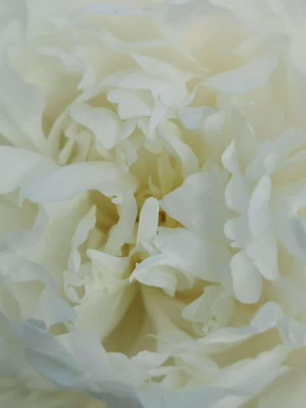 White Garden for Historic Property, Wiltshire, UK