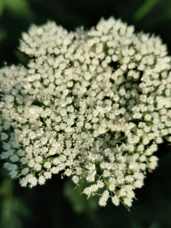 White Garden for Historic Property, Wiltshire, UK