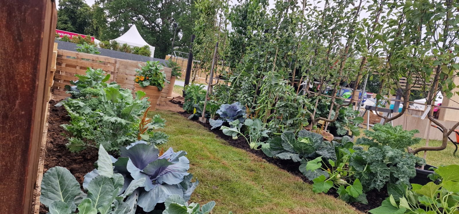 RHS-BBC Morning Live Budget-friendly Feature Garden designed by Mark Lane from Mark Lane Designs Ltd for RHS Hampton Court Palace Garden Festival 2023