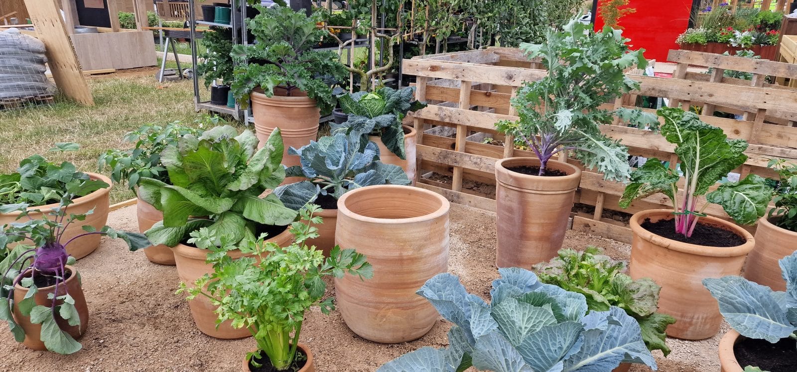 RHS-BBC Morning Live Budget-friendly Feature Garden designed by Mark Lane from Mark Lane Designs Ltd for RHS Hampton Court Palace Garden Festival 2023