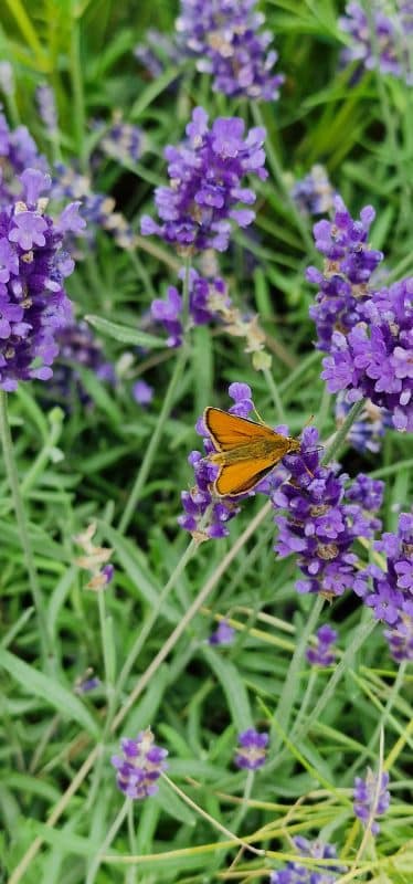RHS-BBC Morning Live Budget-friendly Feature Garden designed by Mark Lane from Mark Lane Designs Ltd for RHS Hampton Court Palace Garden Festival 2023